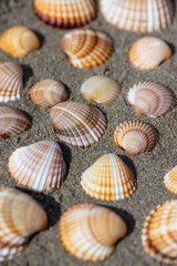 Cerastoderma edule common cockle empty seashells on sandy beach, simplicity background pattern in daylight in the sand