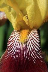Close up of vinous and yellow iris petal with stamen