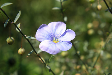 Blue flax flower closeup