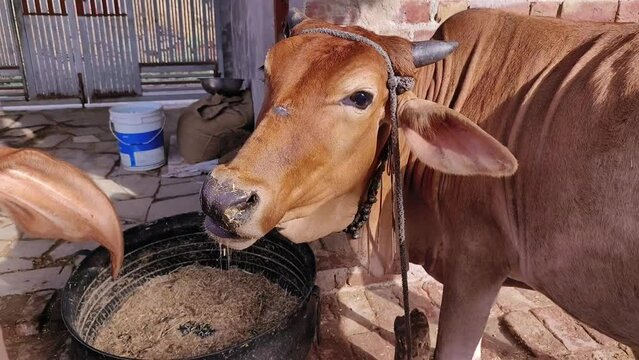 Two sahiwal and gyr cattle happy after their female owner gave them jaggery.