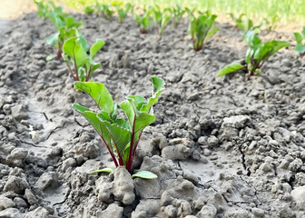 Small beetroot sprouts grow on a vegetable bed in the garden
