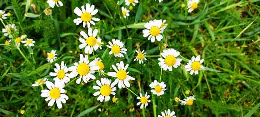 Fototapeta premium grass lawn full with daisies on a sunny day