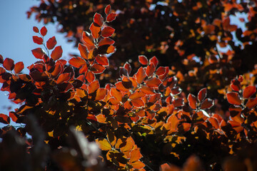 Red-gold background of leaves of red beech in spring. High quality photo