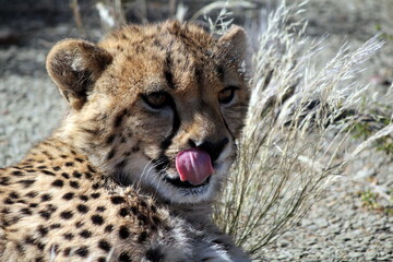 Cheetah licking its lips