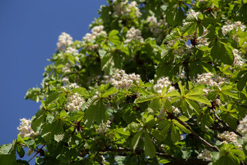 Background of White chestnut flowers on tree leaves background, selective focus. Spring blossoming chestnut tree flowers. High quality photo