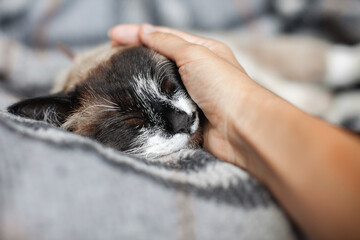 Woman's hand stroking gray cat