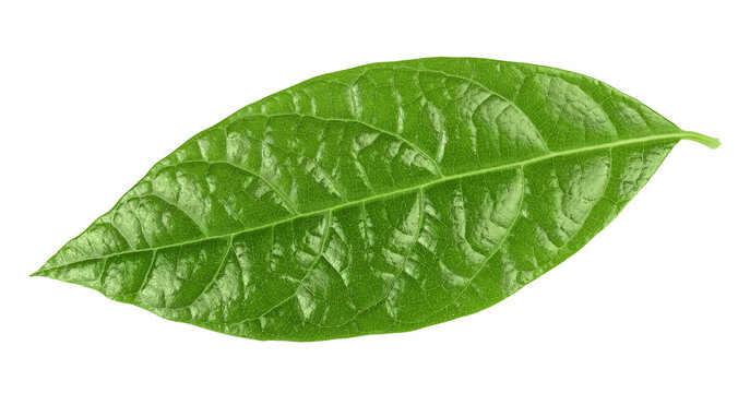 Leaf of avocado isolated on white background. Top view. Flat lay
