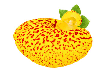 Calceolaria flower isolated on white background. Top view. Flat lay