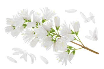 deutzia flowers isolated on a white background