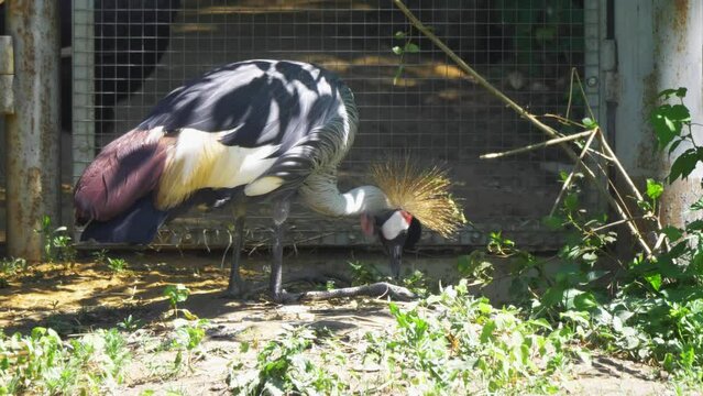 Beautiful bird, Grey Crowned Crane with blue eye and red wattle.