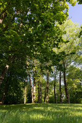 maples and other deciduous trees in the park in spring