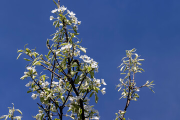 white flowers on cherry trees in the orchard