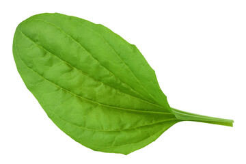 Obraz premium fresh plantain leaves isolated on white background. Top view. Flat lay