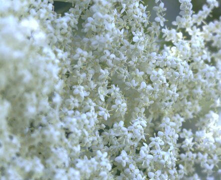 close up view of numerous tiny white flowers densely clustered together, softly blurred background. concepts: tenderness, wellness, relaxation, marketing materials for florists or botanical gardens