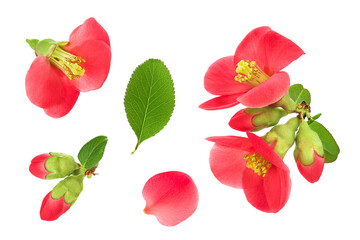 Chaenomeles speciosa or japanese quince flower isolated on white background