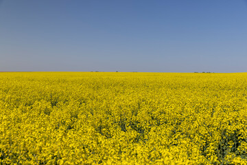 a field with yellow flowering rapeseed