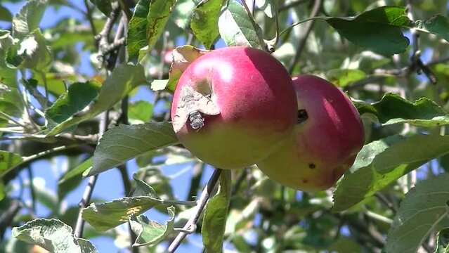 Butterfly Hummingbird hawk-moth, Macroglossum stellatarum on red apple Jonathan naturally ripening in sunlight on apple tree on sunny day - real time with zoom out.