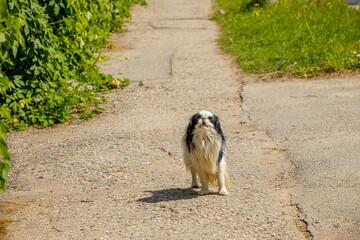 A small long-haired dog with black and white fur stands on a sunlit path. The background features...