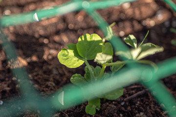 Close-up of a young green plant, green peas, growing in a garden bed with sunlight casting shadows on its leaves. The background is blurred, highlighting the plant. The green pea can be seen through t