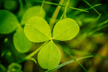 Detailed close-up of a vibrant green clover leaf with four distinct leaflets on a softly blurred green background. The image highlights the natural beauty and texture of the clover.