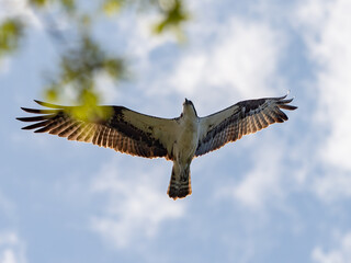 osprey in flight overhead on a sunny day