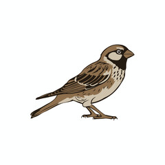 Obraz premium Robin Bird is a cute little bird character with a white background, vector illustration