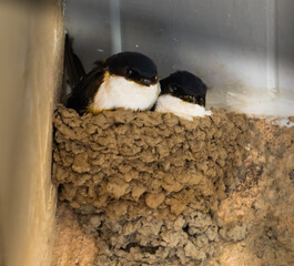 deux hirondelles côte à côte dans leur nid © AldoBarnsOutdoor