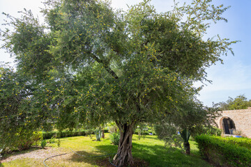 A sturdy argan tree with ripe yellow fruits among dense foliage. A symbol of Moroccan biodiversity, located in Essaouira.