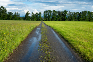 Obraz premium Beautiful winding country road through vibrant green meadows, perfect for spring or summer journeys