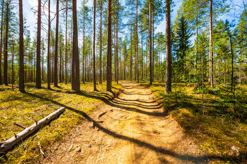 Mixed forest in spring. Beautiful nature. The forest is lit by the sun. The road going through the center of the forest. Fallen tree. Russia, Europe. View from the path.