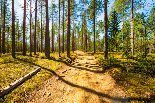 Mixed forest in spring. Beautiful nature. The forest is lit by the sun. The road going through the center of the forest. Fallen tree. Russia, Europe. View from the path.