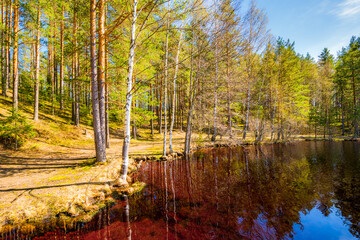 Forest lake in a mixed forest. Path near the shore. Waves on the lake. Clear weather. Summer day. View from the shore.  Beautiful nature. Russia, Europe.
