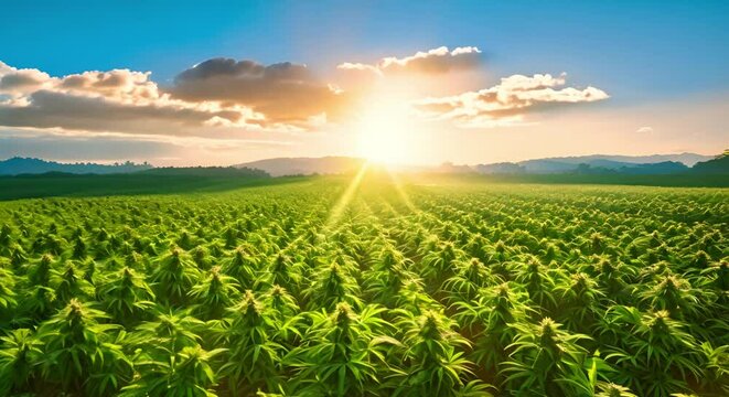View stunning sunset over large marijuana field bathed in golden sunrays. Concept Nature Photography, Cannabis Cultivation, Sunset Views, Golden Hour Photography, Landscape Beauty
