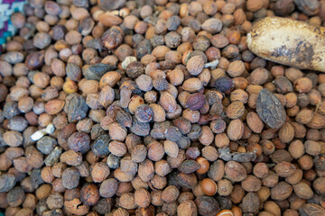 A pile of ripe argan nuts, a valuable agricultural product known for its oil, is harvested in Essaouira, Morocco.