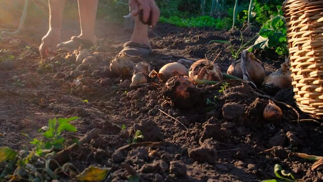 collects onions in a basket in the garden. Selective focus.