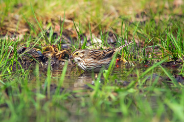 Savannah sparrow is bathing in puddle water among green grass.