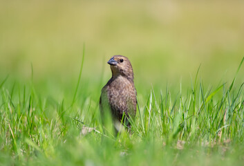 Female Brown-headed cowbird is standing in green grass.