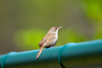 House wren is perched on a blue fence in the garden summer.