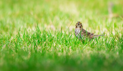 Savannah sparrow is standing in green grass in sunny day.