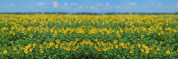 Fototapeta premium Sunflower field on a sunny day. Beautiful summer landscape. Rich harvest Concept.