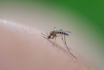 dangerous little nasty insect mosquito bites and drinks blood by sucking on a person's skin in a summer garden