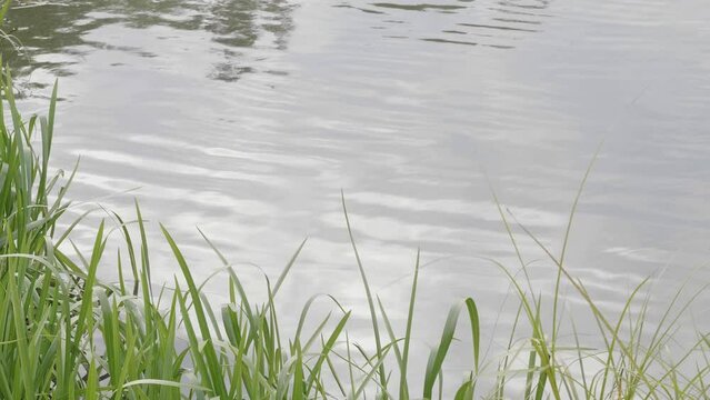 Wetlands with bulrush on the lake.