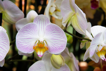 Orchid isolated on background. Spring and tropical flowers