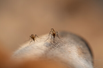  nasty insects, mosquitoes, have stuck to the dog’s woolly nose and are sucking blood, painfully...