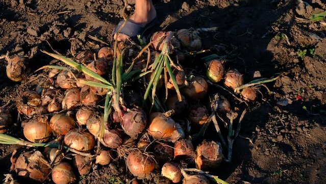 collects onions in a basket in the garden. Selective focus.