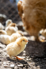 A little chicken and the garden with his brother in the blurred background. Natural environment, bio farm.