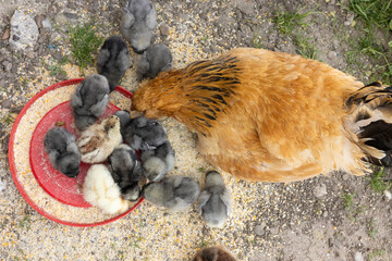 The mother hen eats with her newborn chicks in the farm yard