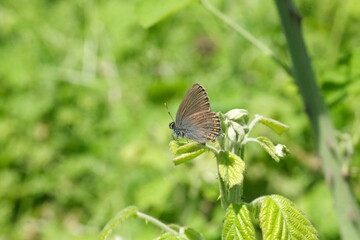 butterfly on the grass