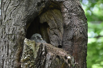 Chouette La Plaine 31 Mai 2024 