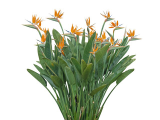 Strelitzia or bird of paradise flower plant isolated transparent png